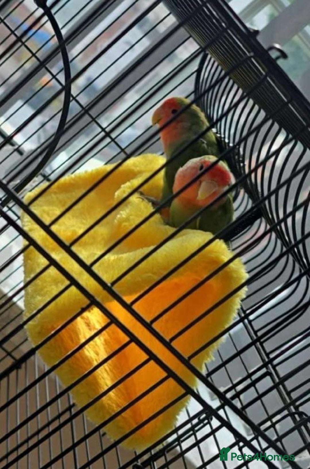 Lovebirds birds for sale: Peachfaced lovebirds for sale  - Image 2
