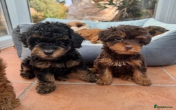 Schnoodle dogs for sale: Schnoodle puppies  - Advert 5