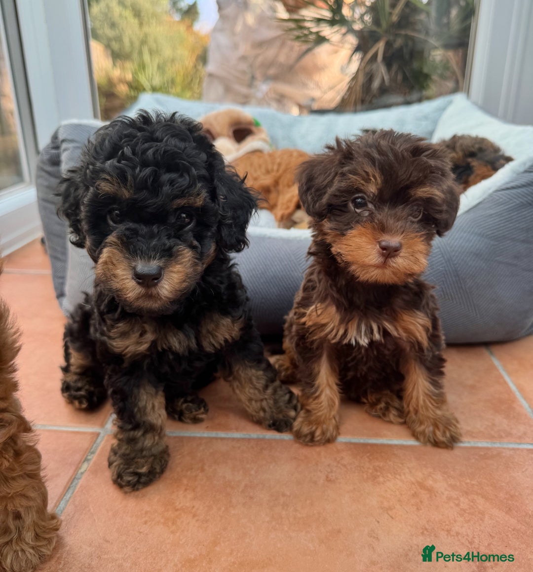 Schnoodle dogs for sale: Schnoodle puppies  - Advert 5