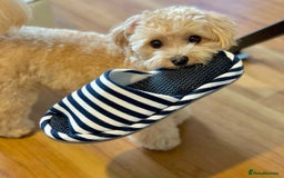 Maltipoo dogs for sale: Gorgeous Girl Ella 7 Months Old - Image 3