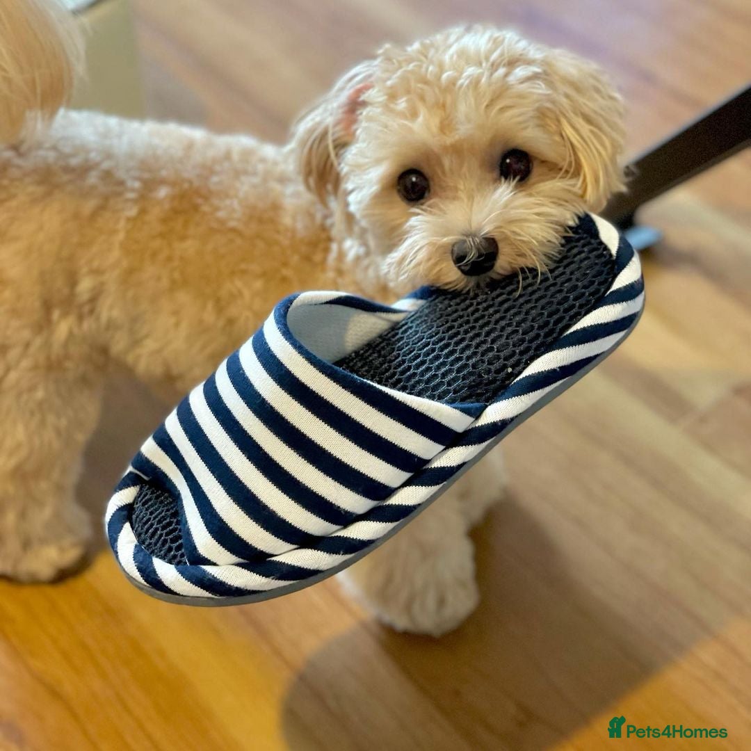 Maltipoo dogs for sale: Gorgeous Girl Ella 7 Months Old - Image 3