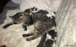 Mixed Breed cats for sale: Sweet Kittens  - Image 19