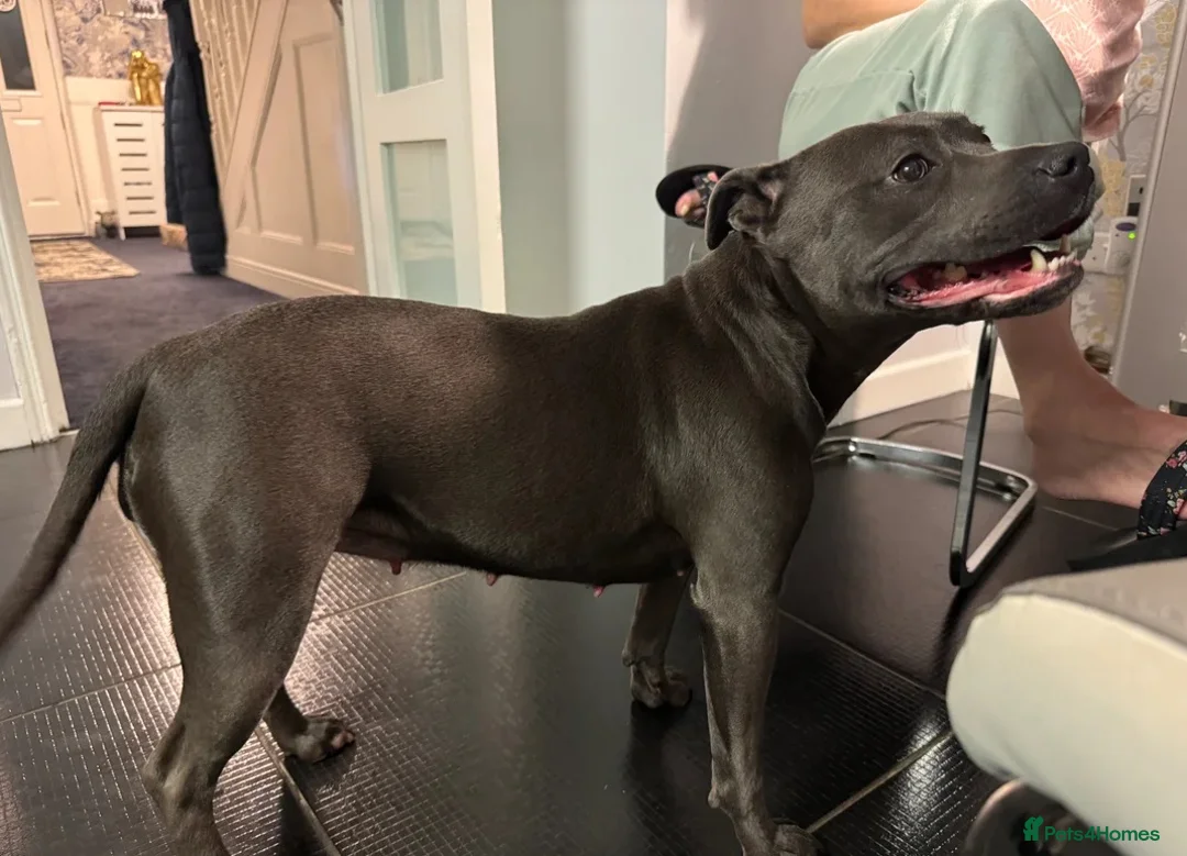 Staffordshire Bull Terrier dogs for sale: KC & DNA Tested Blue Staffordshire Bull Terriers - Advert 3