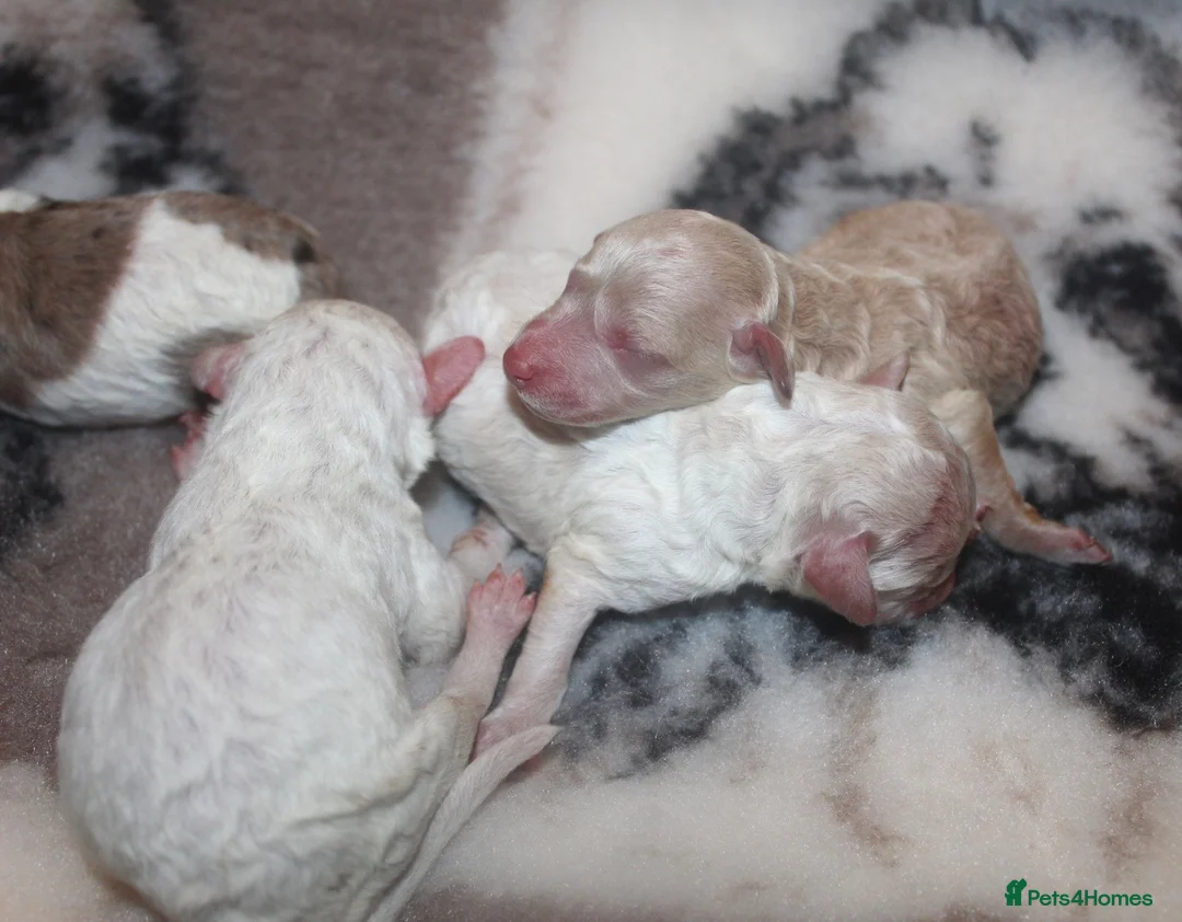 Cockapoo dogs for sale: Child friendly cockapoo puppies ready March - Advert 14