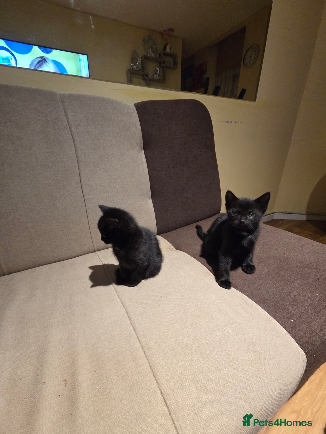 Domestic Shorthair cats for sale: 4 Beautiful Black Female Kittens - 8 Weeks Old - Advert 7