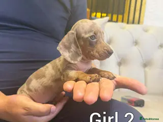 Miniature Dachshund dogs Miniature dachshund - Advert 12