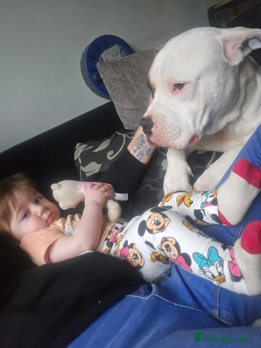 American Bulldog dogs for sale: American bulldog  - Advert 1