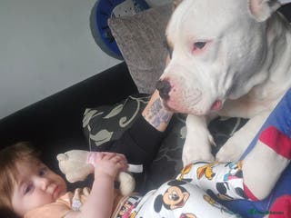 American Bulldog dogs American bulldog - Advert 2