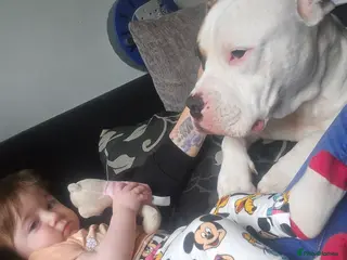 American Bulldog dogs American bulldog - Advert 5