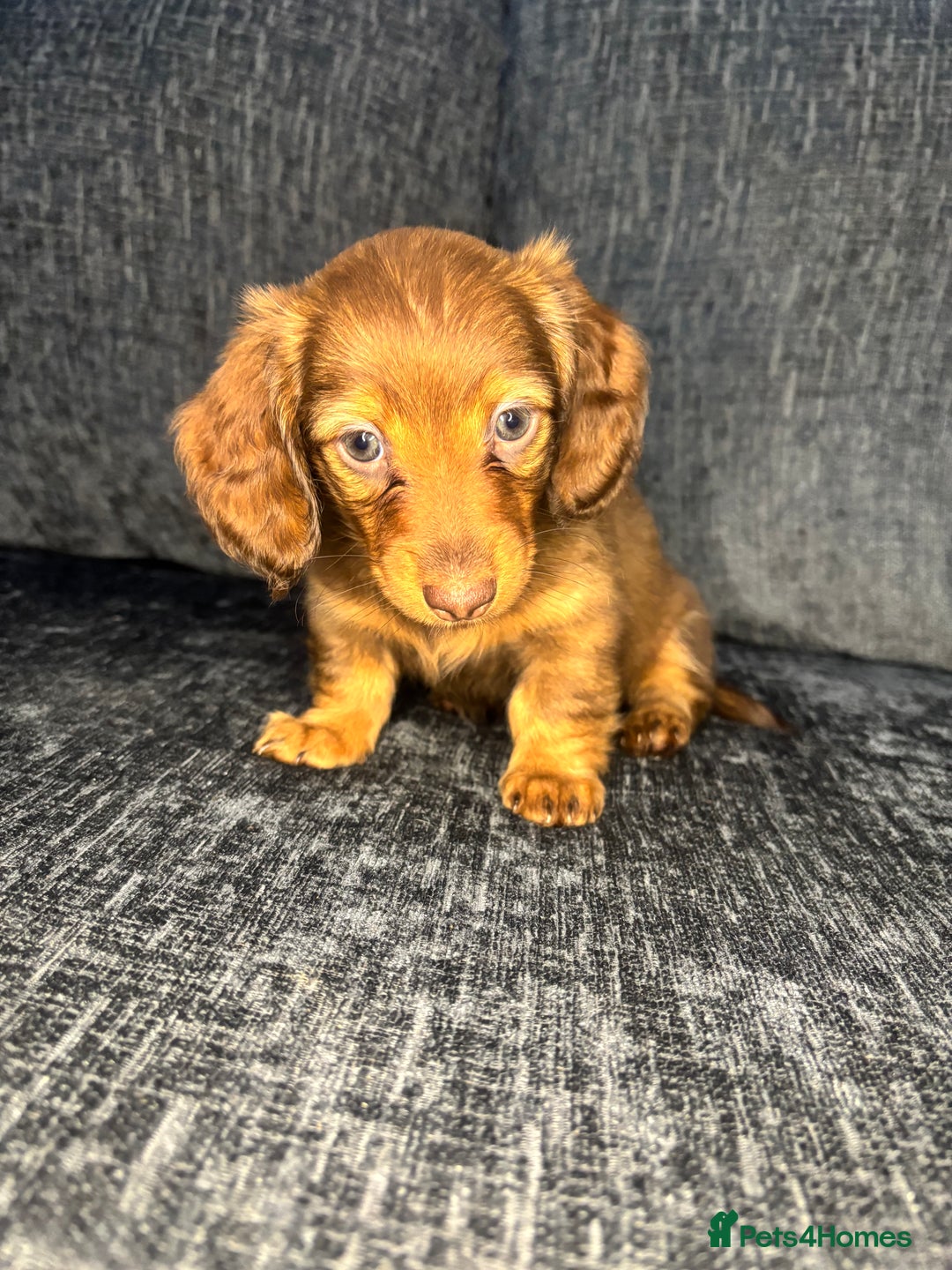 Miniature Dachshund dogs for sale: Champion Longhaired Miniature Dachshund Puppies - Advert 27