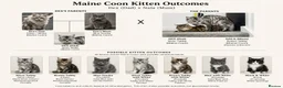Maine Coon cats for stud: Dexter - XXL Maine Coon Male (Age: 1 Yr) - Advert 9