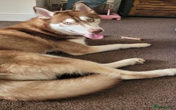 Siberian Husky dogs for sale: Beautiful 8 month boy  - Image 2