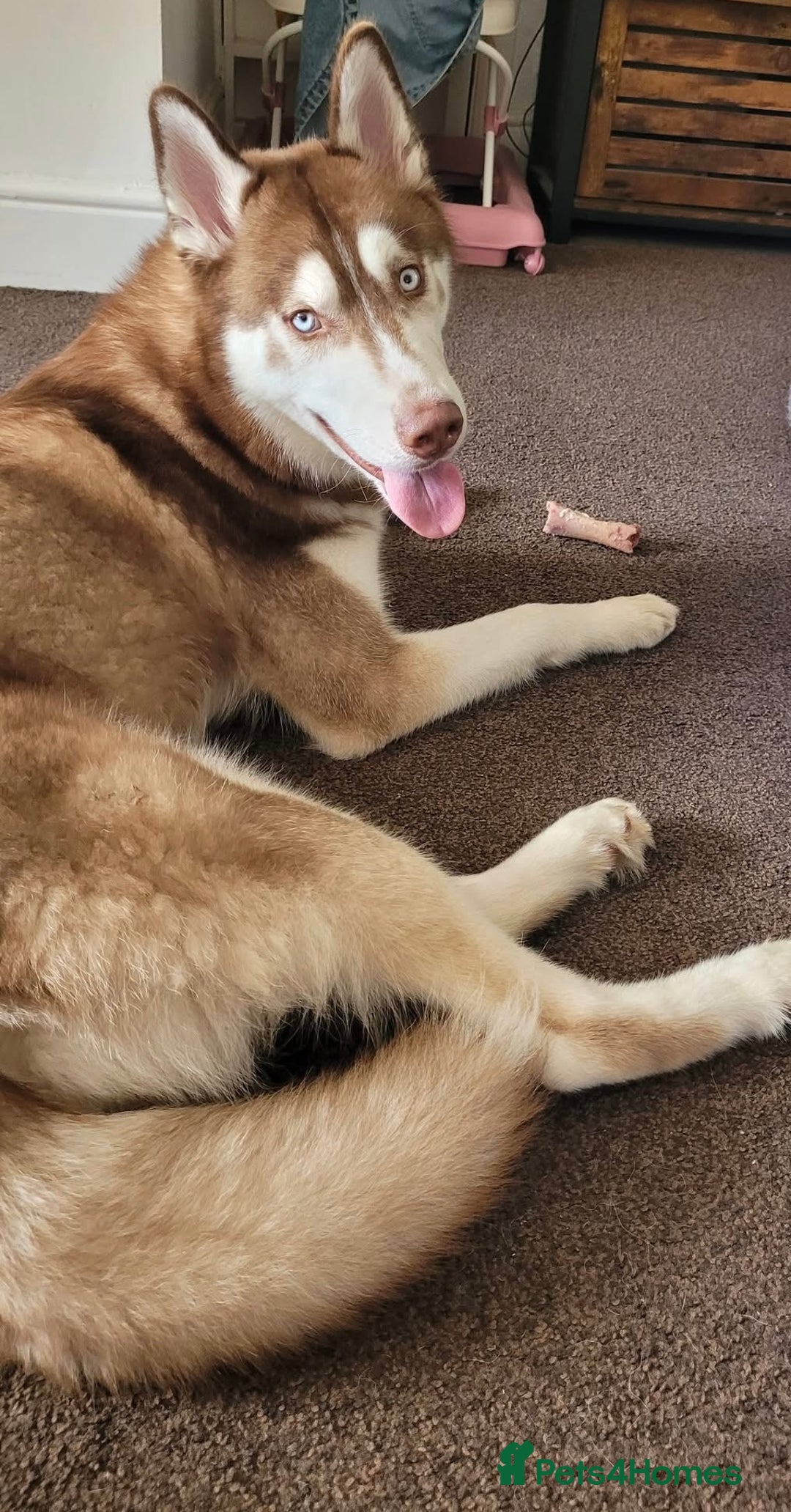Siberian Husky dogs for sale: Beautiful 8 month boy  - Image 2