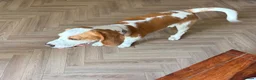 Beagle dogs for sale: Simba returnee - Advert 6