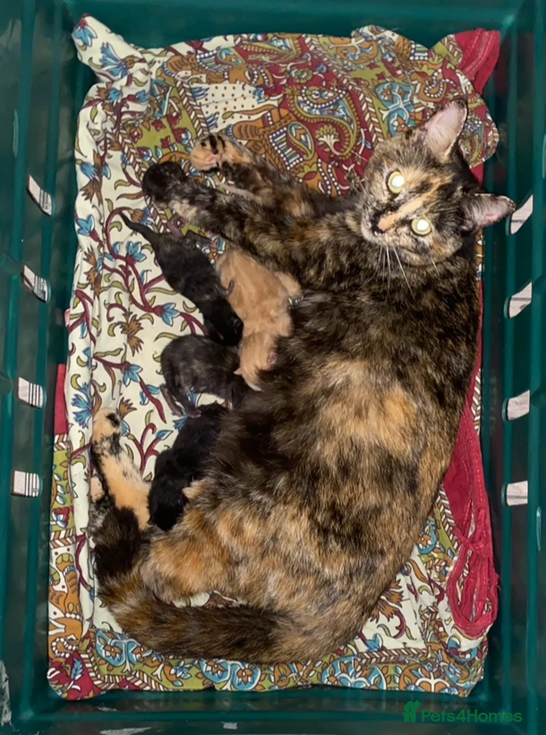 Mixed Breed cats for sale: Beautiful kittens  - Advert 2