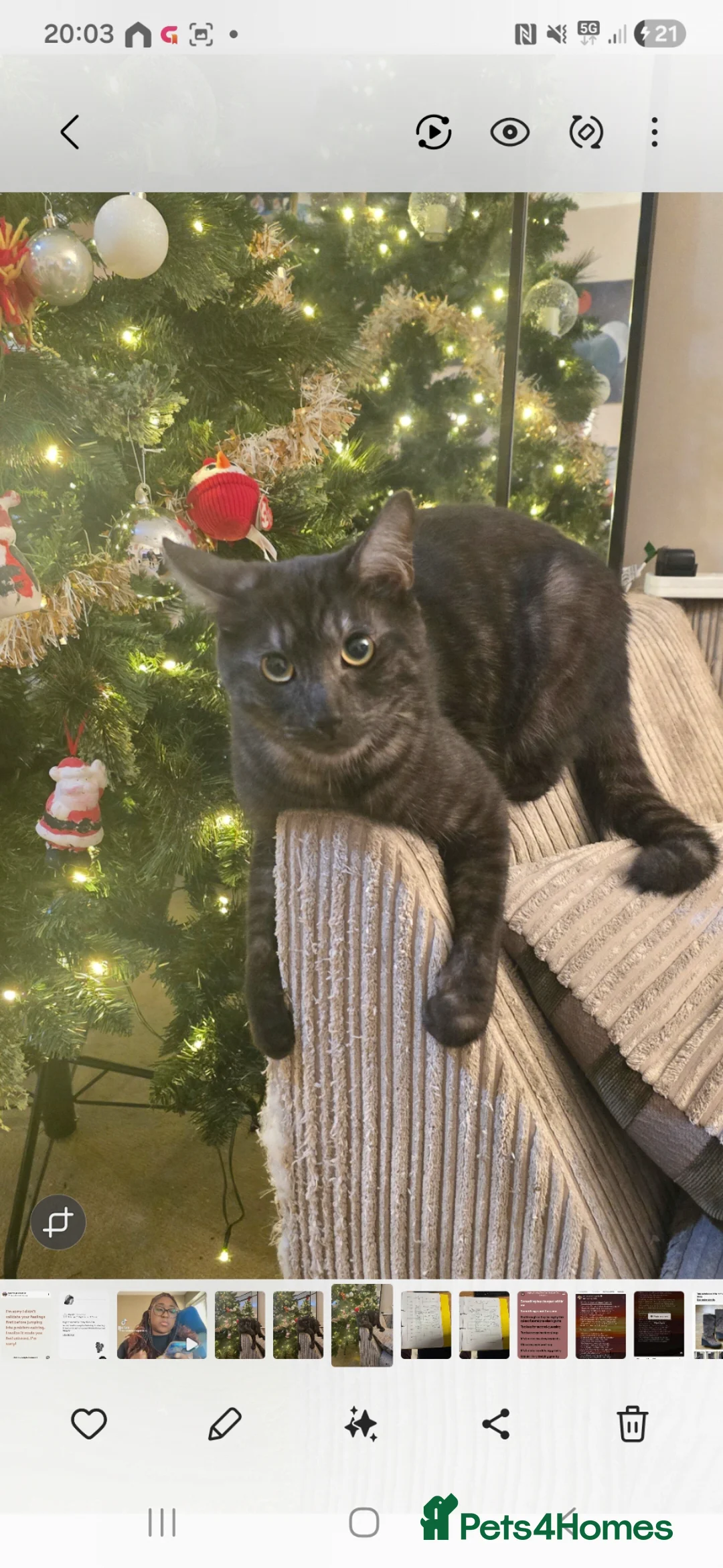 Mixed Breed cats for sale: 2 grown cats need rehoming  - Advert 2