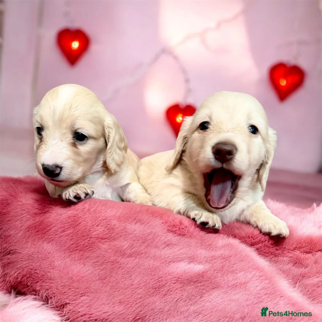 Miniature Dachshund dogs for sale: 🩷✨stunning Long hair cream Kc very light  ✨ - Advert 8