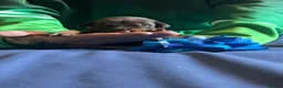 Dobermann dogs for sale: 7 beautiful Dobbman puppies  - Advert 16
