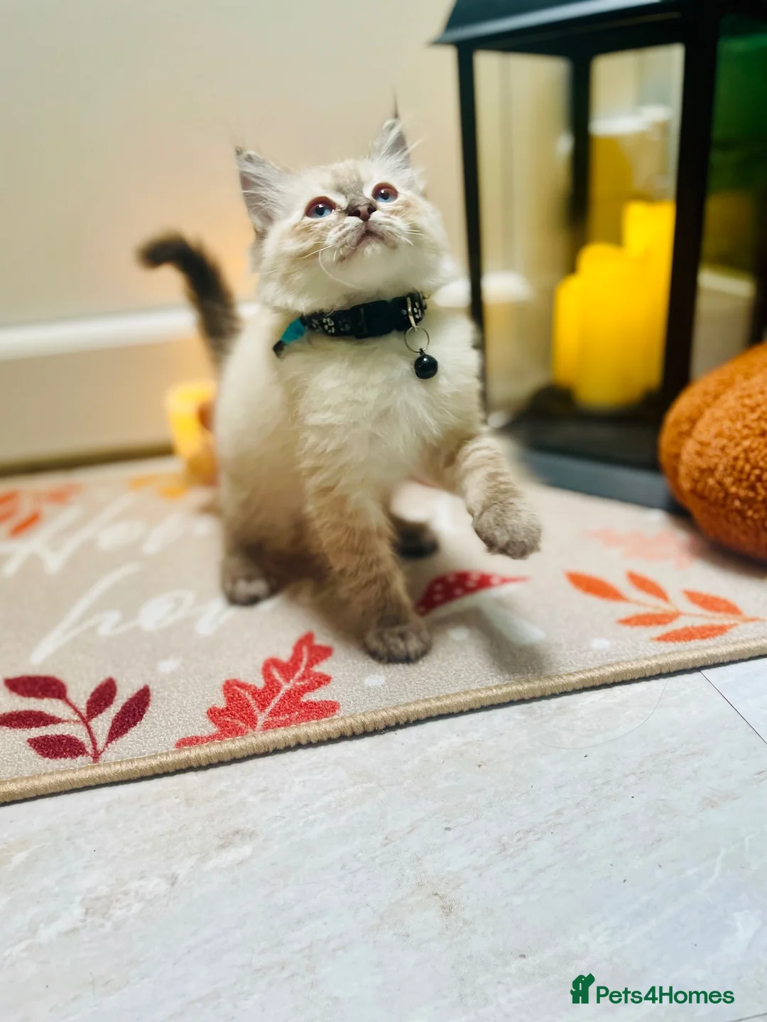 Ragdoll cats for sale: Pedigree ragdolls with docs and certificates - Advert 2