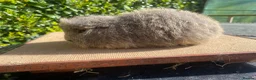 Guinea Pig rodents for sale: Baby Guinea pigs available ready now - Advert 10