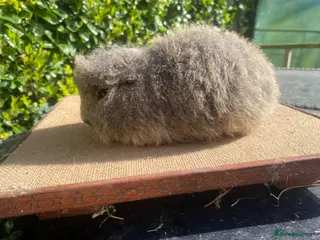 Guinea Pig rodents 2 pairs of stunning Guinea pigs ready now - Advert 4