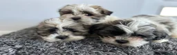 Zuchon dogs for sale: Shih Tzu x  bichon f1 Zuchon puppy - Advert 3