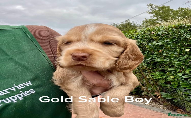 Cocker Spaniel dogs - Advert 15
