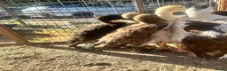 Ducks poultry for sale: Muscovy Indian runner duckling  - Advert 4