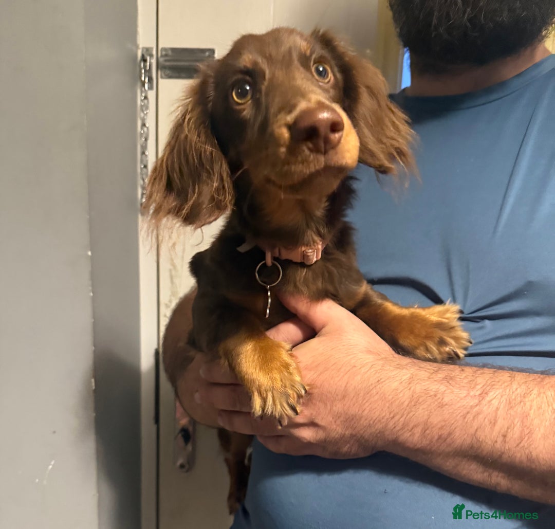 Miniature Dachshund dogs for sale: Longhair Choc & Tan Mini Dachshund  - Image 5