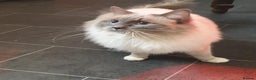 Ragdoll cats for stud: ❤️ Magnificent GCCF Active Registered Stud ❤️ in Preston - Advert 7