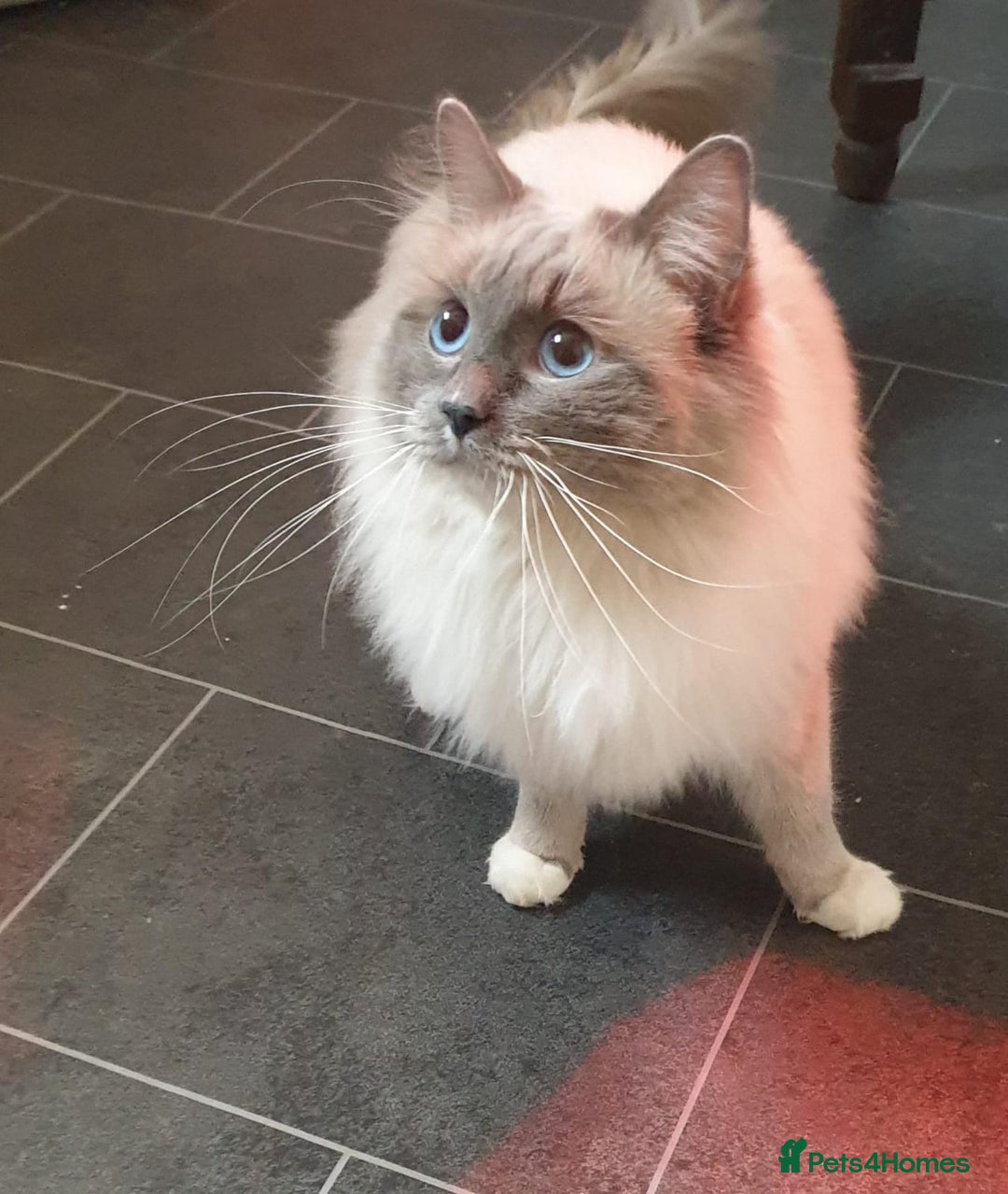 Ragdoll cats for stud: ❤️ Magnificent GCCF Active Registered Stud ❤️ in Preston - Advert 7