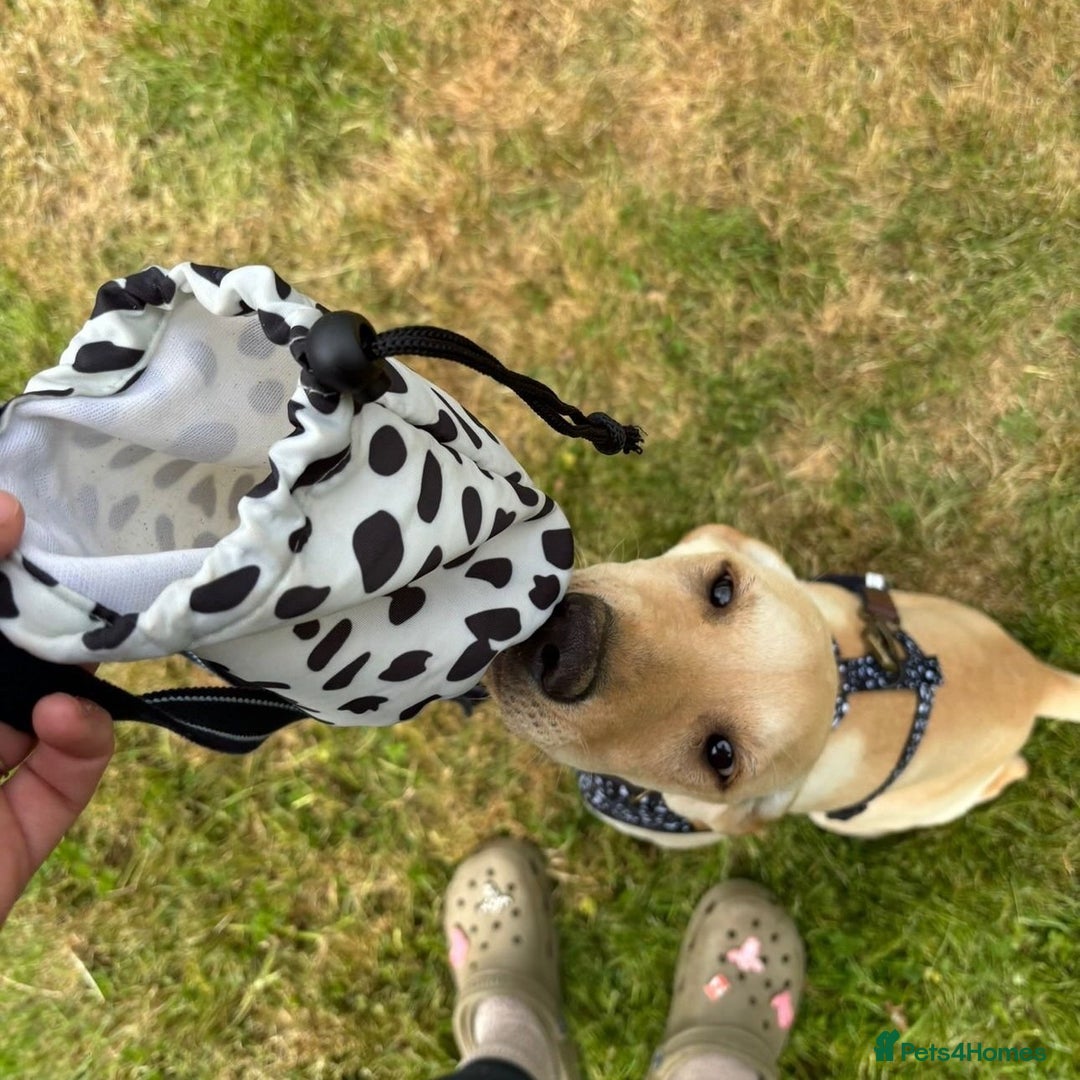 Mixed Breed dogs for adoption: Sika (Labrador/Pointer mix) - Image 13
