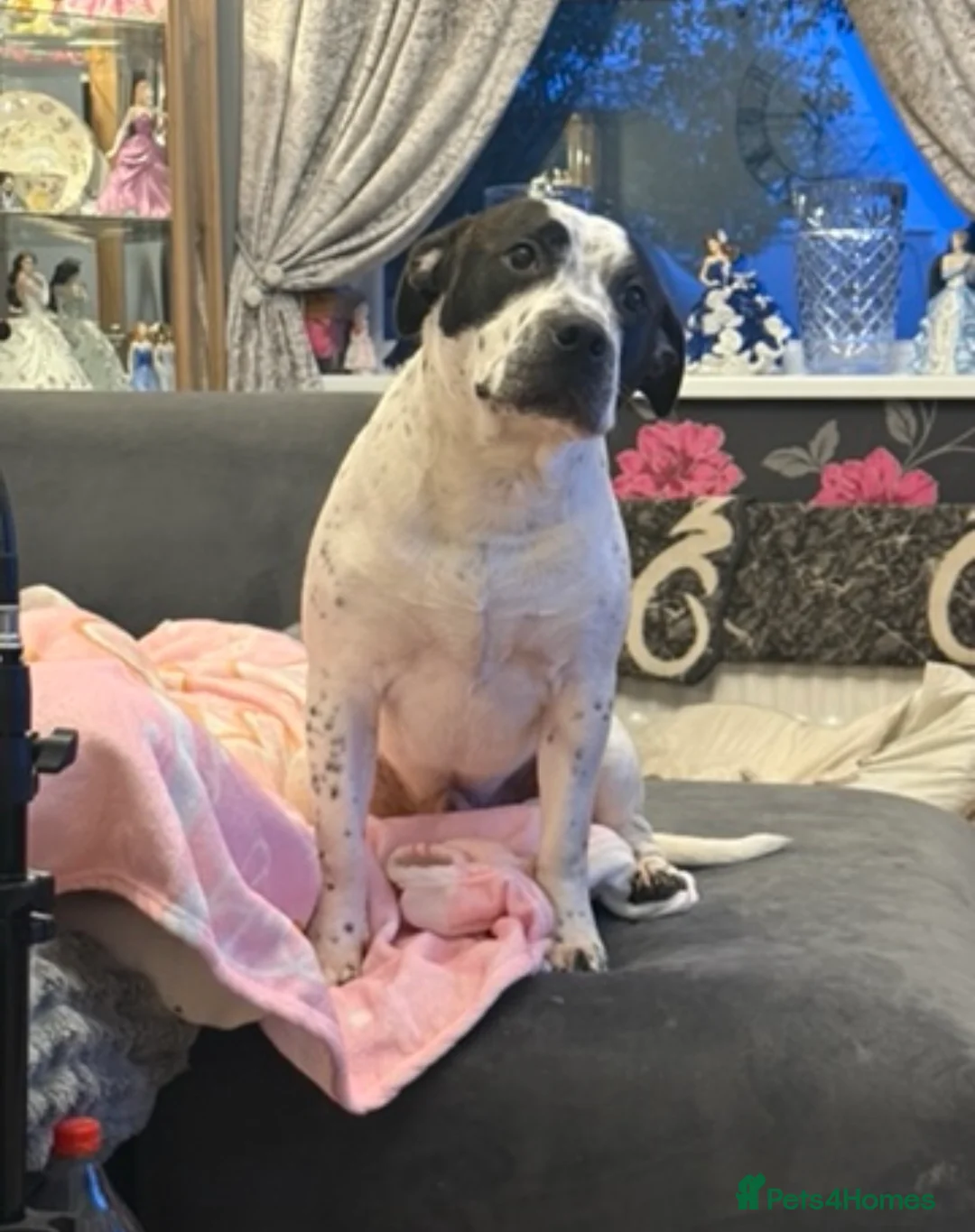 Staffordshire Bull Terrier dogs for sale: Looking for a loving home for our puppy  in Staines - Advert 2