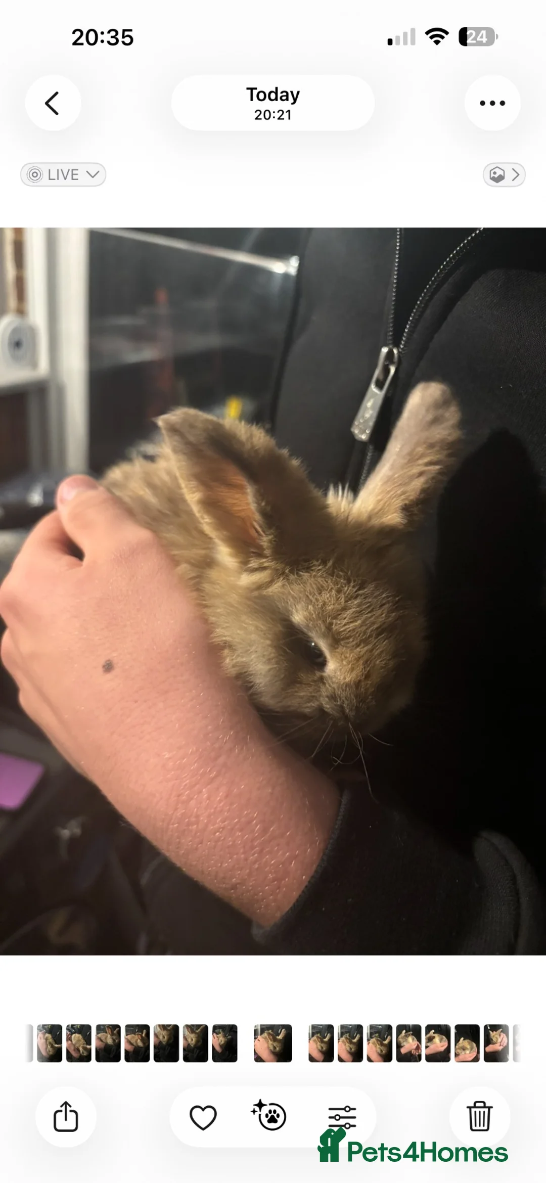 Mini Lop rabbits for sale: Mini lop rabbits  in Pevensey - Advert 18