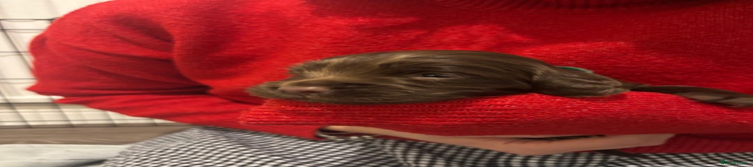 Cocker Spaniel Puppy 4