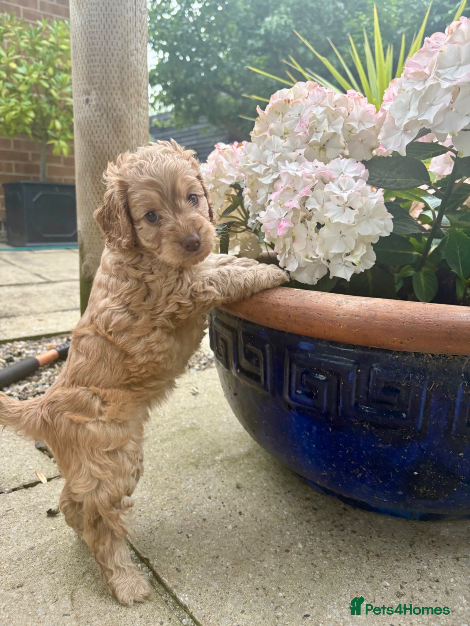 Cockapoo dogs Beautiful f1 cockerpoos - Advert 12
