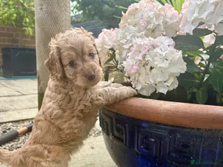 Cockapoo dogs Beautiful f1 cockerpoos - Advert 5