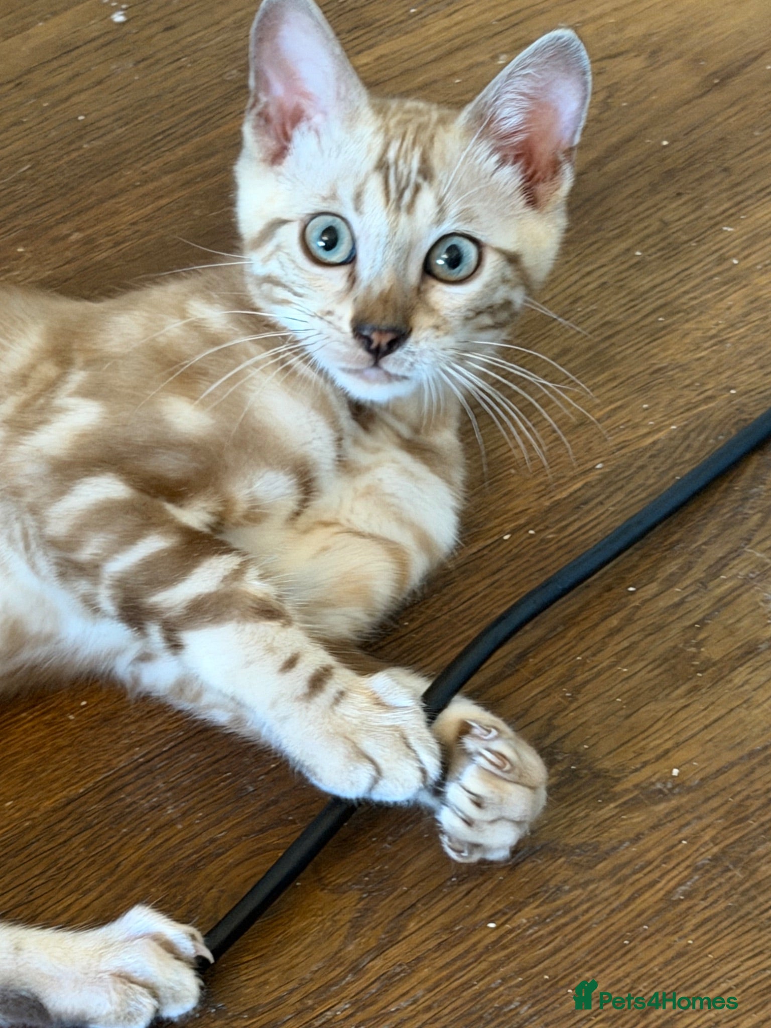 Bengal cats Last Male Snow Bengal Left 🤍 - Advert 1