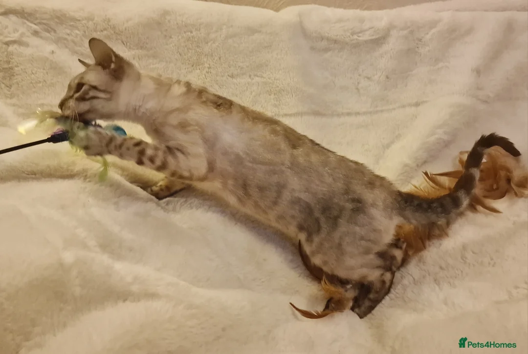Bengal cats for sale: Beautiful Snow Silver Lynx Bengal  - Advert 8