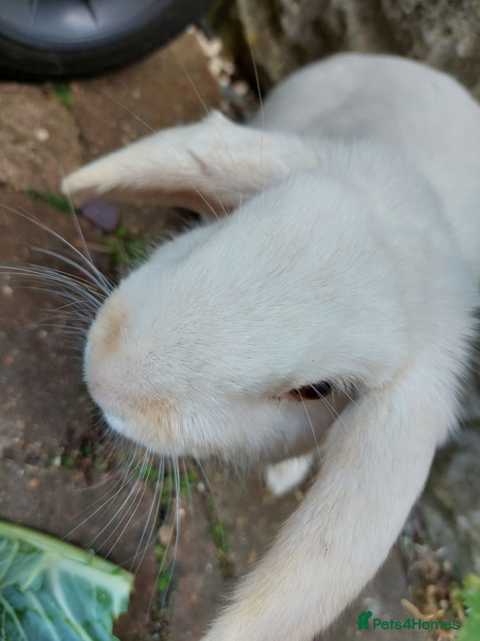 Mixed Breed rabbits Male rabbit for sale - Advert 17