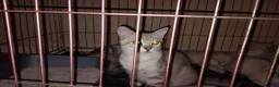 Mixed Breed cats for sale: Kittens for rehoming  in Dunfermline - Advert 14