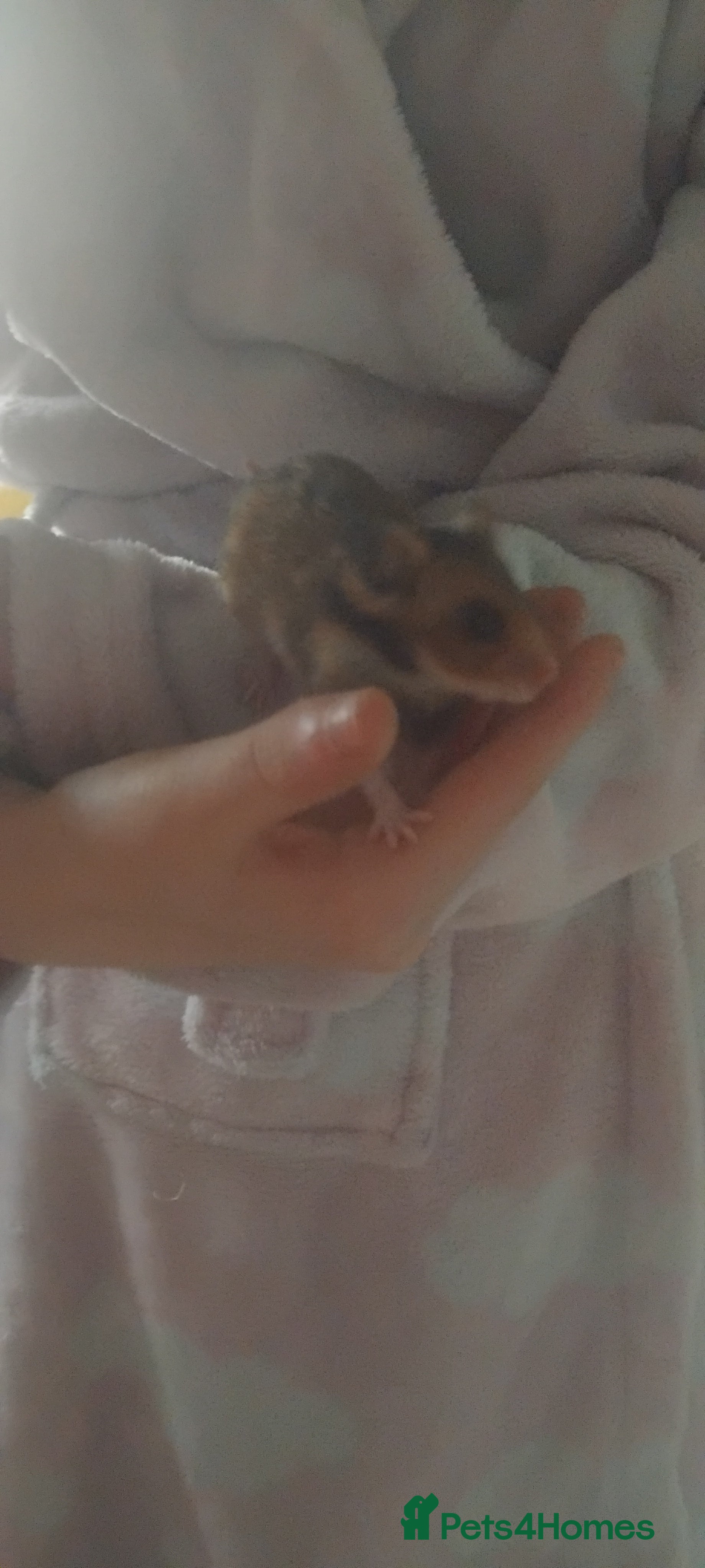 Hamster rodents Baby syrians - Advert 9