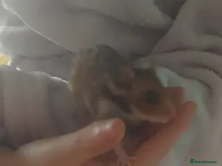 Hamster rodents Baby syrians - Advert 9