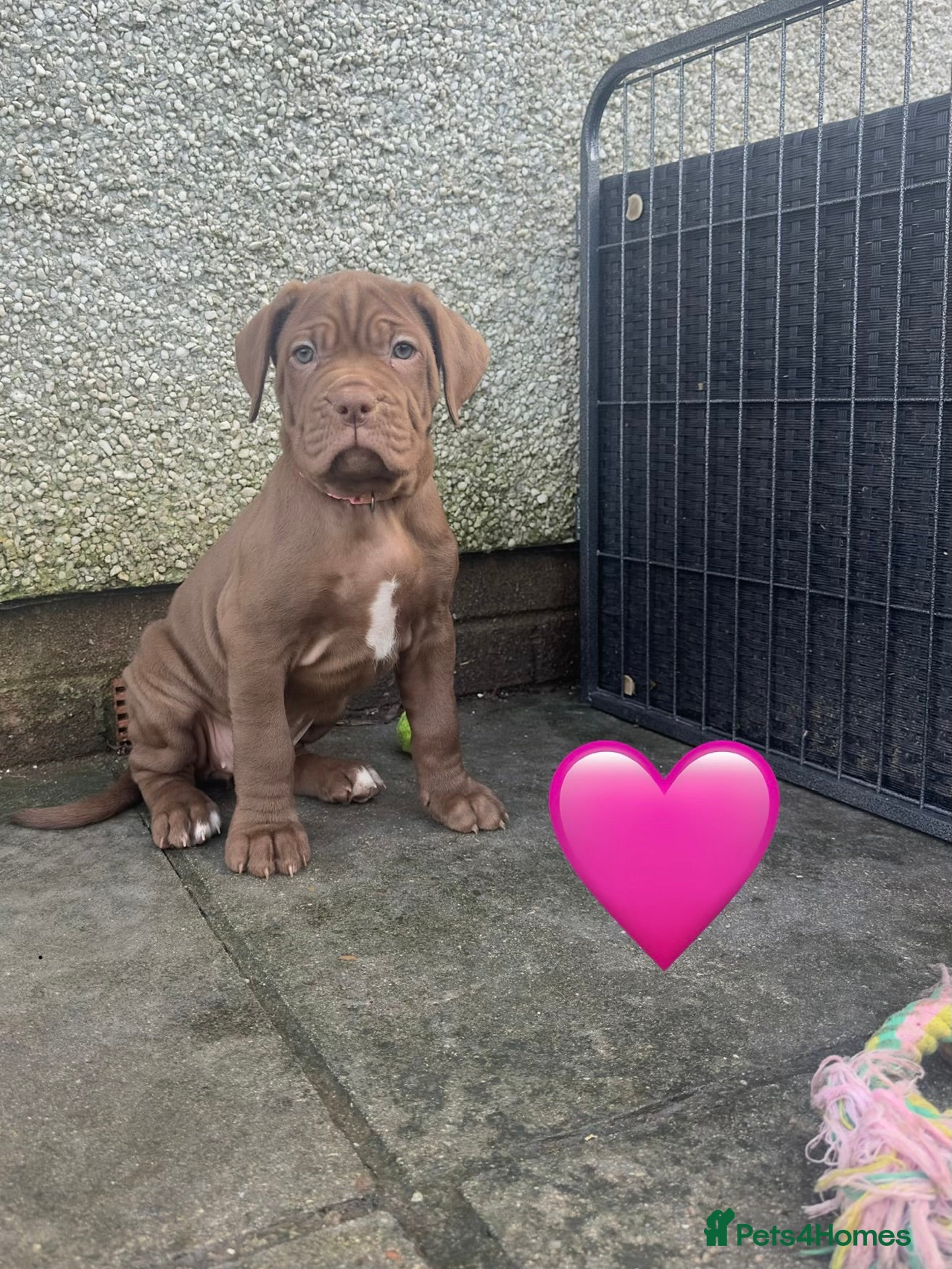 Mixed Breed dogs Presa X Neo puppies - Advert 6