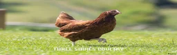 Chickens poultry for sale: Point of Lay Chickens - Over 15 varieties - Advert 4