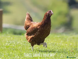 Chickens poultry Point of Lay Chickens - Over 16 varieties - Advert 16