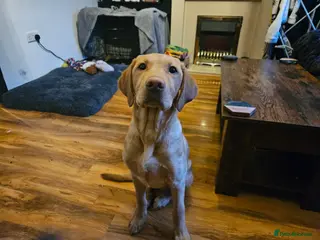 Goldador dogs 6 month lab for rehome - Advert 2