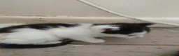 Mixed Breed cats for sale: 4 kittens for sale  - Advert 4
