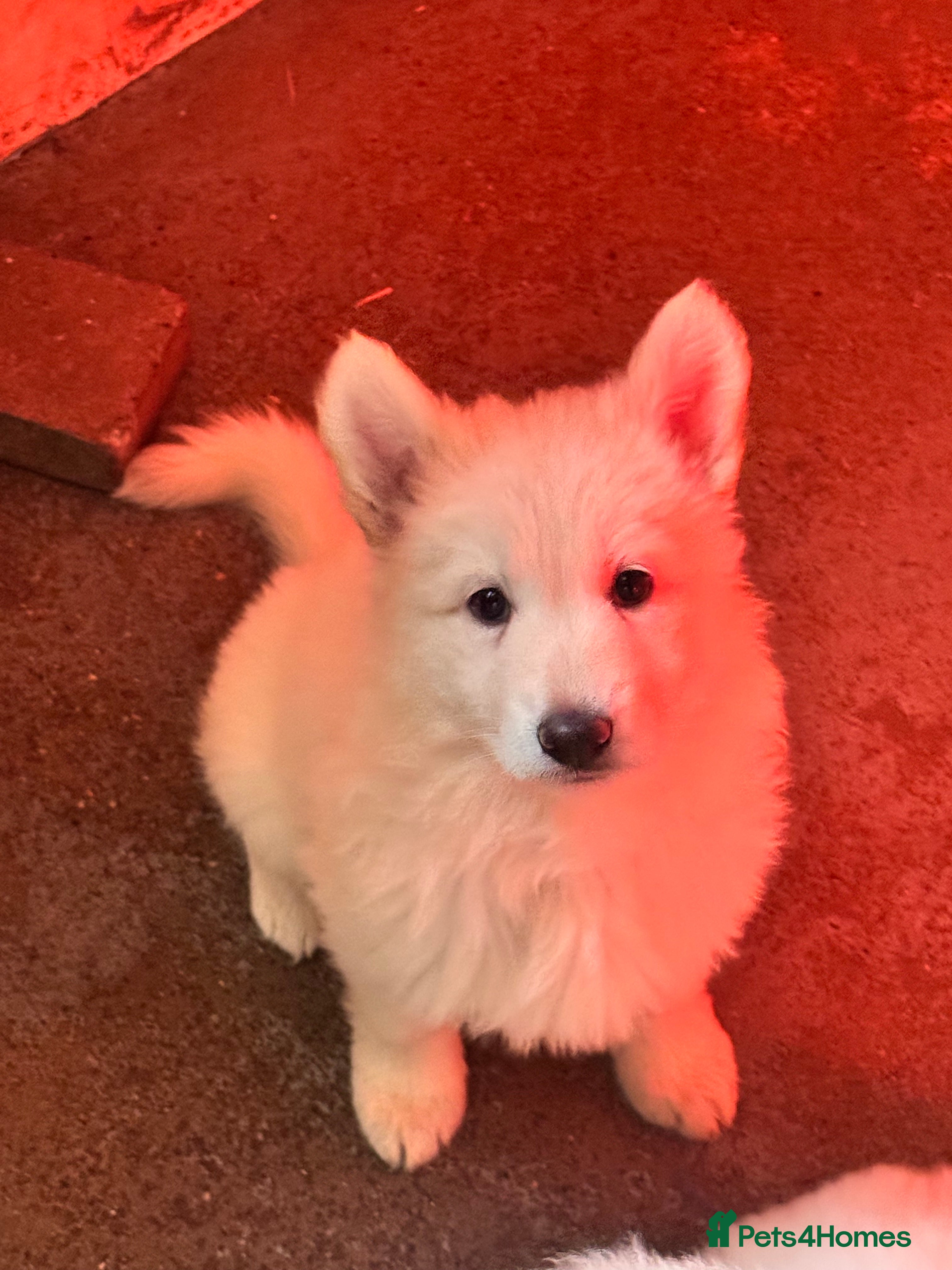 German Shepherd dogs LAST ONE KC REG STRAIGHT BACKED WHITE GSD PUP!!! - Advert 17