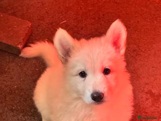 German Shepherd dogs LAST ONE KC REG STRAIGHT BACKED WHITE GSD PUP!!! - Advert 5